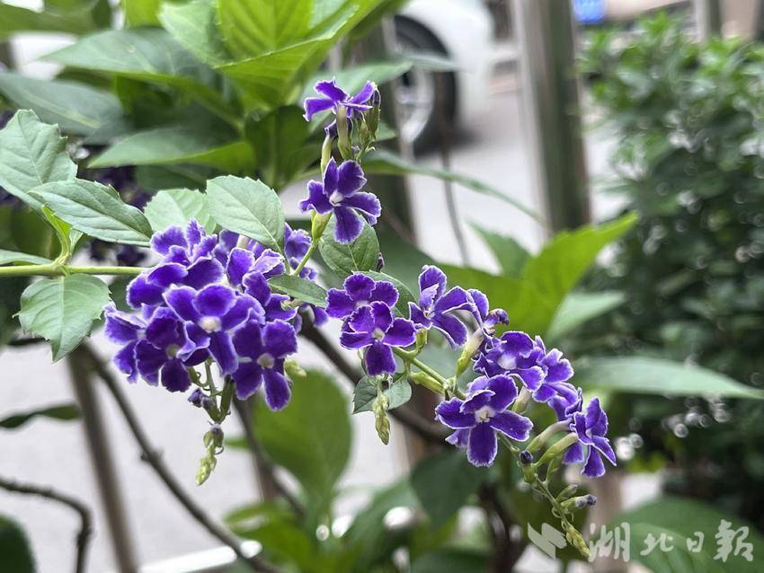 东方果博手机官网